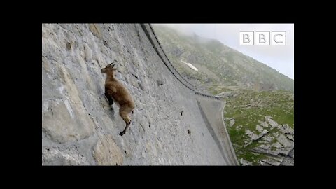 The incredible ibex defies gravity and climbs a dam | Forces of Nature with Brian Cox - BBC