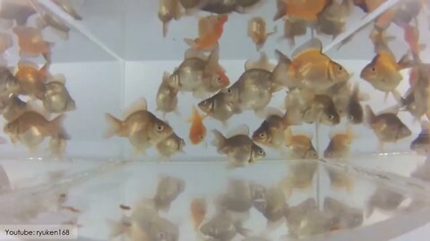 super beautiful goldfish in tank