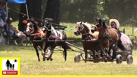 4-Up Pony Team Races - What About Bob Chuckwagon Races 2022 | Saturday