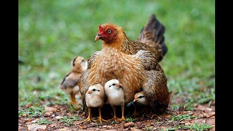 Mother hen uses her body to protect chicks from the wet weather.