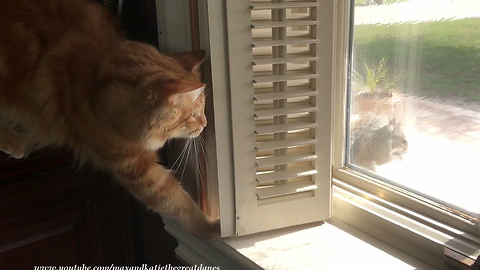 Stealthy Cat Tries To Intimidate Fearless Squirrel And Fails