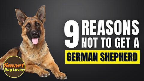 9 Reasons Why You SHOULD NOT Get a German Shepherd | Dog Training Program