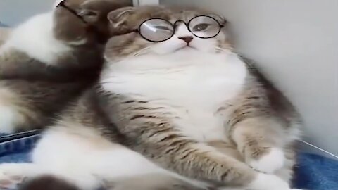 Professor Cat wears his glasses