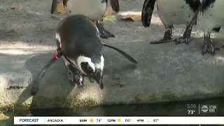 ZooTampa taking steps to protect animals and people during reopening