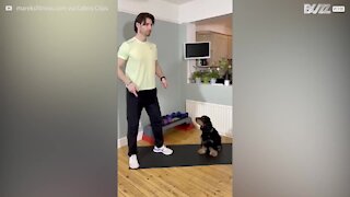 Cão faz exercício com o dono!