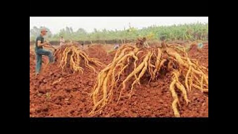 Amazing Agriculture Technology - Horseradish farming and harvesting - Horseradish Processing Factory
