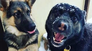 Ces chiens donnent tout pour un concours de nourriture