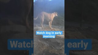 Farm surveillance. Watch dog