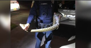 Police capture six-foot python close to entering Port St. Lucie home
