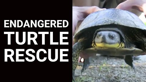 Endangered Turtle Rescue
