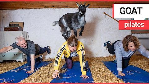 A fitness class has become the first in Scotland to practice pilates with goats