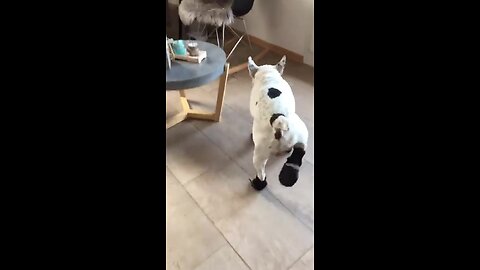 French Bulldog not too thrilled about new shoes