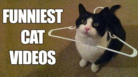 Funny cats videos, funny cats, cats