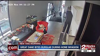 Great Dane bites burglar during home invasion