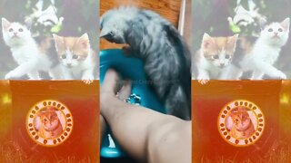 Cat Thinks Its AUDITIONING for the #MeowMix 2.0 Commercial 😸 (#119) #Clips