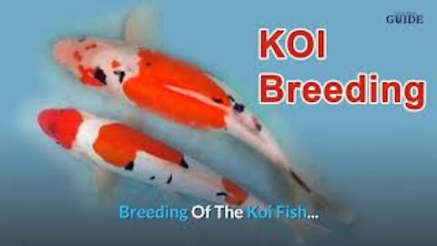 How Long Do Koi Fish Live? ~ Educational | Find Out So You Can Breed Koi