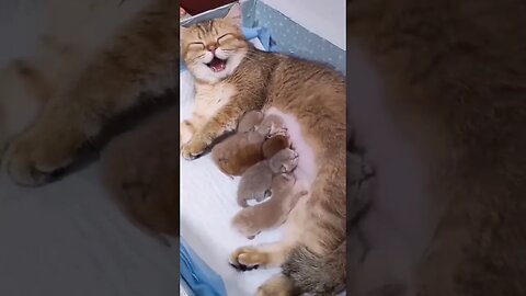 Mom Cat's Hilarious Reaction to Ticklish Kitten Feeding Time! 😸🍼 #shorts #cat #kitten #youtubeshorts