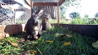 Young Rabbits eating in the lawn