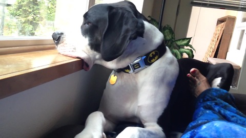 Great Dane dog sad he can't go out and play