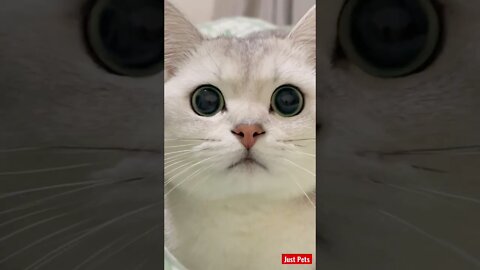 Those eyes #shorts #cute #tiktok #funnyanimals #cat