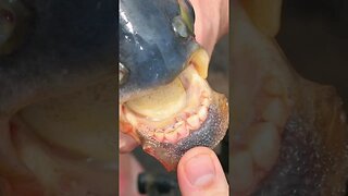 Fish that have teeth like humans.