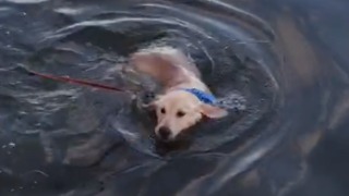 Adorable golden retriever puppy discovers she can swim!