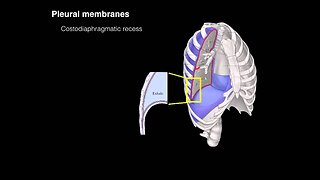 Pleural membranes