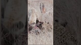 Leopard hunting baby warthog then hyena steal from leopard