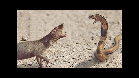 King cobra vs Mongoose real fighting video caught by camera..
