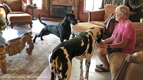 Funny Great Dane Can't Wait To Clean Up Dog's Breakfast Bowl
