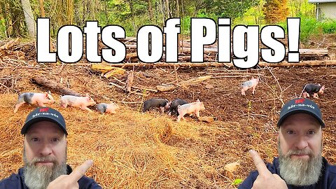 Update on the Pigs and Piglets - 5 @UncleTimsFarm
