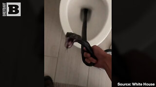 Nightmare Fuel: Snake Removed After Found in Woman's Toilet