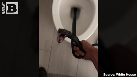 Nightmare Fuel: Snake Removed After Found in Woman's Toilet