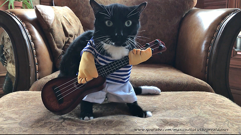 Hilarious Cat Sings in His Halloween Guitarist Costume