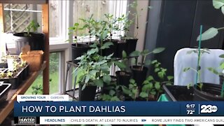 Growing Your Garden: How to plant dahlias