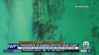 Shark migrations spotted offshore in Palm Beach County