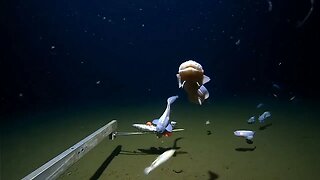 Scientists spot 'deepest fish ever' on seabed off Japan #viral #trending