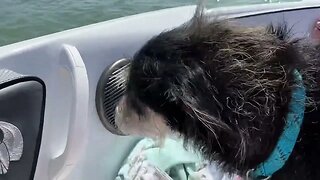 Pups First Boat Outing