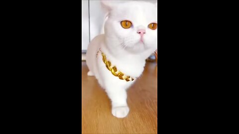 cute cat