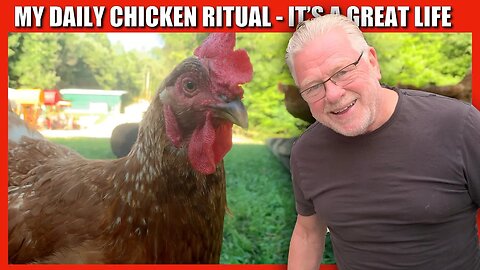 The Daily Chicken Ritual - It's a great life!