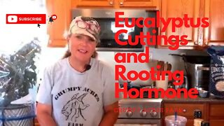 Eucalyptus Cuttings and Rooting Hormone