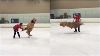 T-Rex patinador realiza acrobacias numa pista de gelo na Califórnia