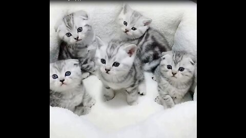 Baby cats, cute and funny cats of the week