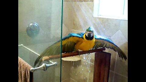 macaw in the shower