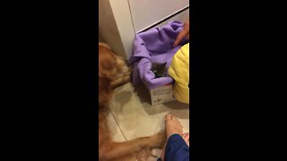 An excited but careful Golden meets new member of the family