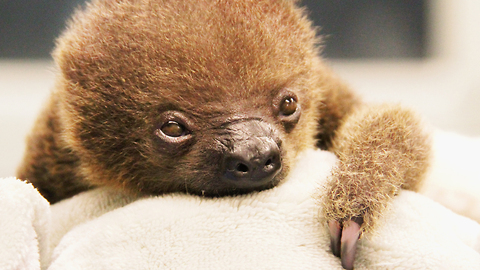 Two-Toed Sloth Born at Memphis Zoo: ZooBorns