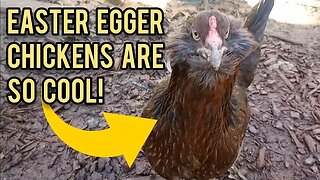 Easter Egger Chickens are So Cool! - Ann's Tiny Life and Homestead