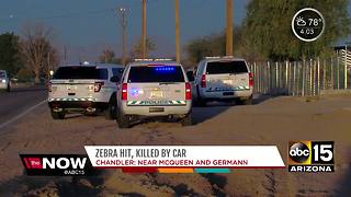 Zebra hit, killed by car in Chandler