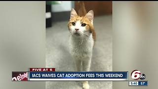 Adopt a cat for free from IACS through Sunday