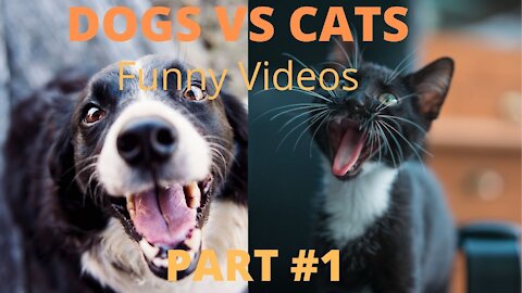 Funny Cats & Dogs Videos Part 1